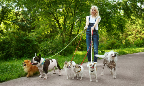 hond uitlaten voor geld
